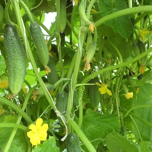 Como cultivar pepinos Harmonistas e por que eles são bons