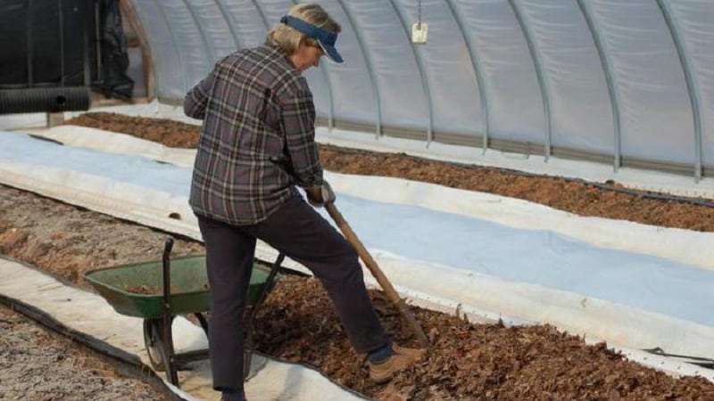 Cara menanam tomato di rumah hijau pada musim sejuk: arahan langkah demi langkah untuk mendapatkan hasil tuaian yang kaya sepanjang tahun