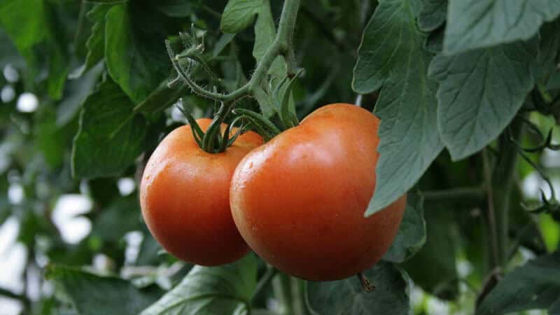 How to grow tomatoes in a greenhouse in winter: step-by-step instructions for getting a rich harvest all year round