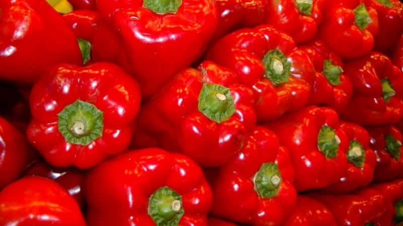 Cómo cultivar pimiento híbrido Denis para obtener una rica cosecha de frutas dulces y jugosas