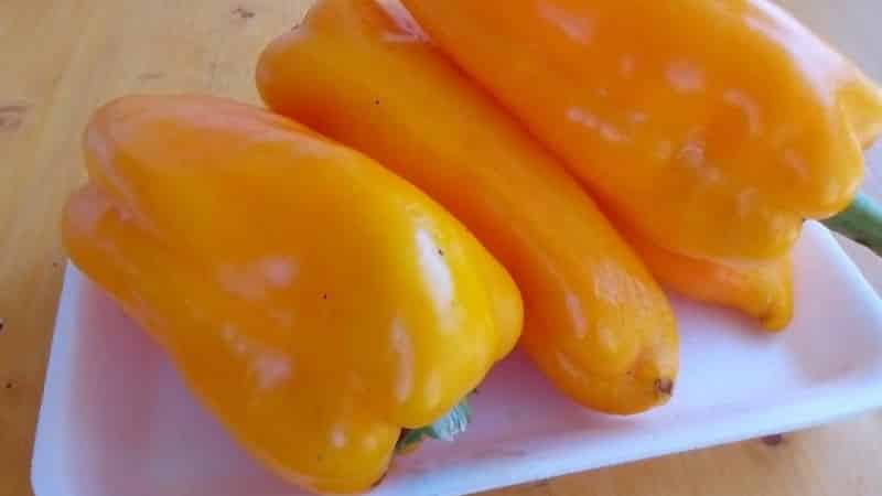 How to grow Bogdan pepper on your own plot: review and secrets of getting a rich harvest