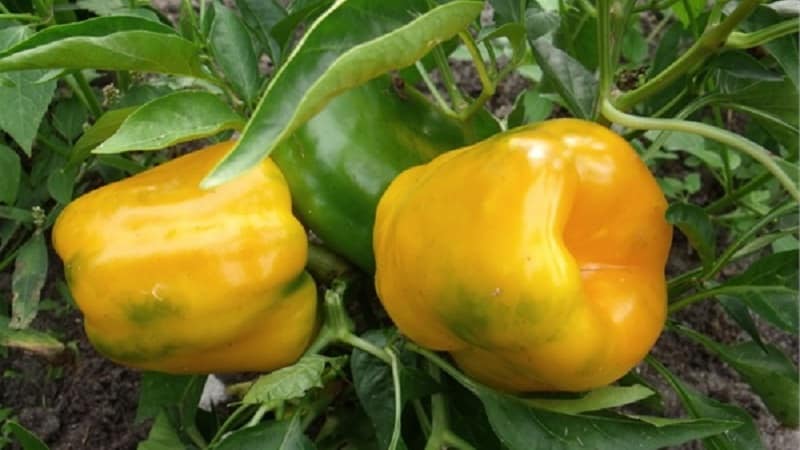 How to grow Bogdan pepper on your own plot: review and secrets of getting a rich harvest