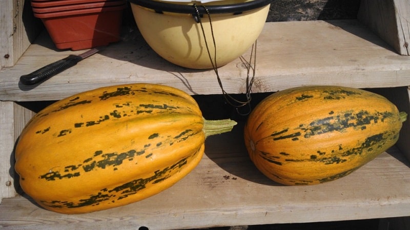 How to grow Gribov bush pumpkin: secrets of agricultural technology