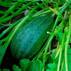 Cómo cultivar calabaza arbustiva Gribov: secretos de la tecnología agrícola