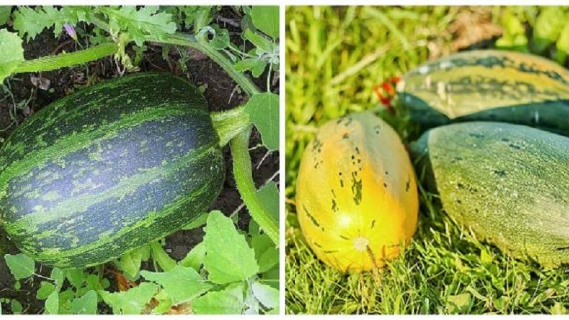 How to grow Gribov bush pumpkin: secrets of agricultural technology