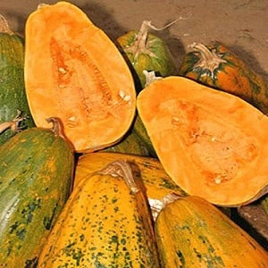 Cómo cultivar calabaza arbustiva Gribov: secretos de la tecnología agrícola