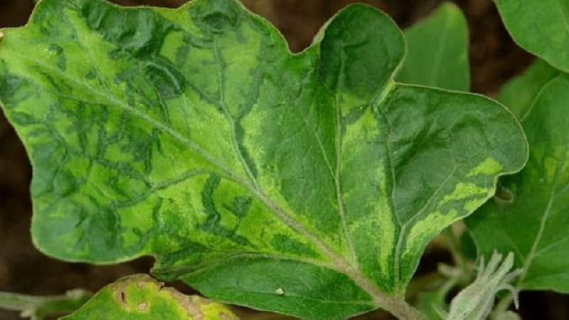 What are the diseases of eggplants in a greenhouse and how to deal with them