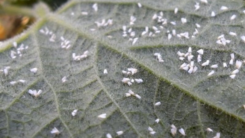 What are the diseases of eggplants in a greenhouse and how to deal with them