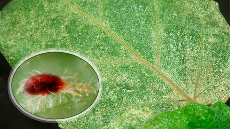 Paano gamutin ang mga currant at gooseberry bushes sa tagsibol laban sa mga peste at sakit