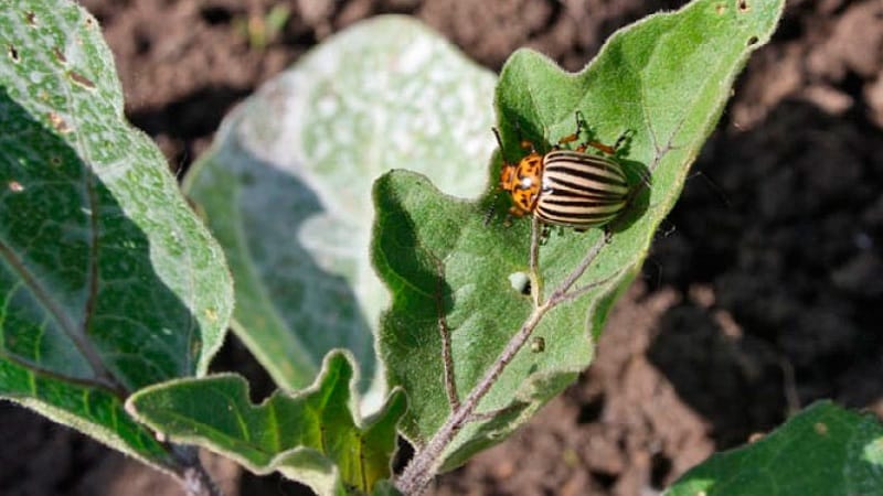 What are the diseases of eggplants in a greenhouse and how to deal with them