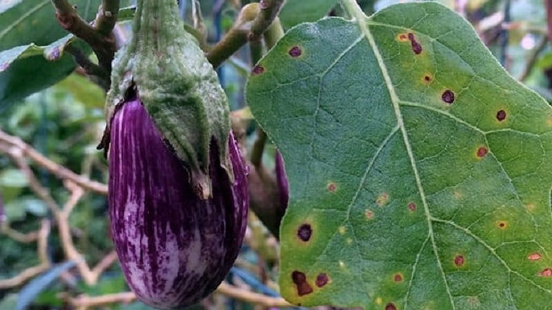 Quelles sont les maladies des aubergines en serre et comment y faire face