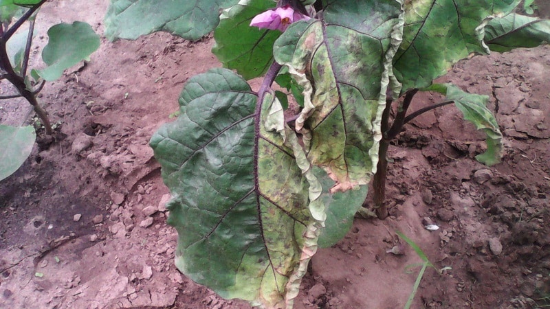 Ano ang mga sakit ng mga talong sa isang greenhouse at kung paano haharapin ang mga ito