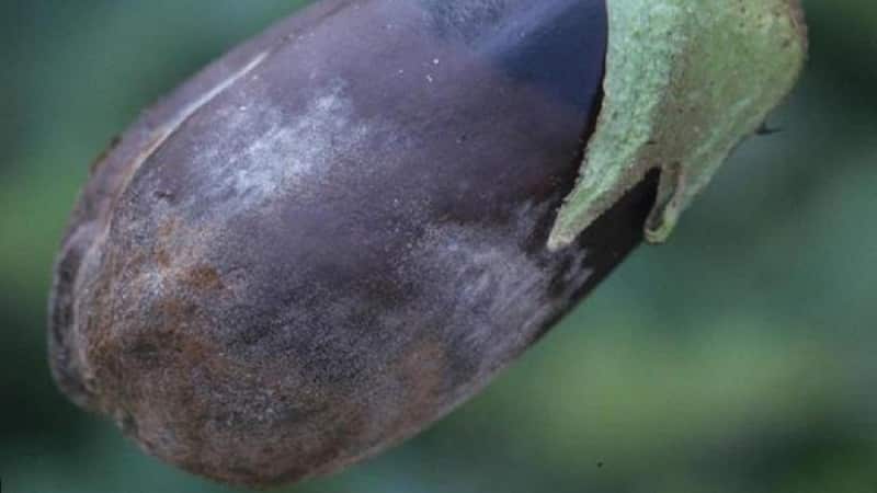 ¿Cuáles son las enfermedades de las berenjenas en invernadero y cómo tratarlas?