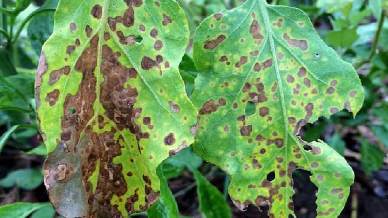 What are the diseases of eggplants in a greenhouse and how to deal with them