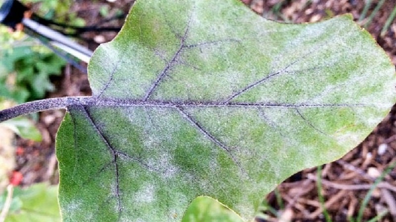 What are the diseases of eggplants in a greenhouse and how to deal with them