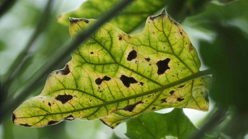 Ano ang mga sakit ng mga talong sa isang greenhouse at kung paano haharapin ang mga ito