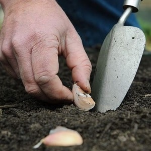 Wann und welcher Dünger für Knoblauch im Herbst ausgebracht werden sollte: Fütterungspläne und eine Überprüfung der besten Formulierungen zur Ertragssteigerung