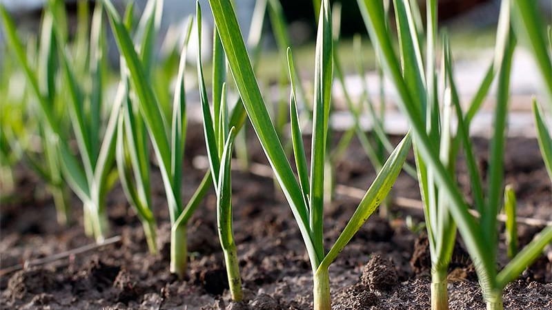 Wann und welcher Dünger für Knoblauch im Herbst ausgebracht werden sollte: Fütterungspläne und eine Überprüfung der besten Formulierungen zur Ertragssteigerung