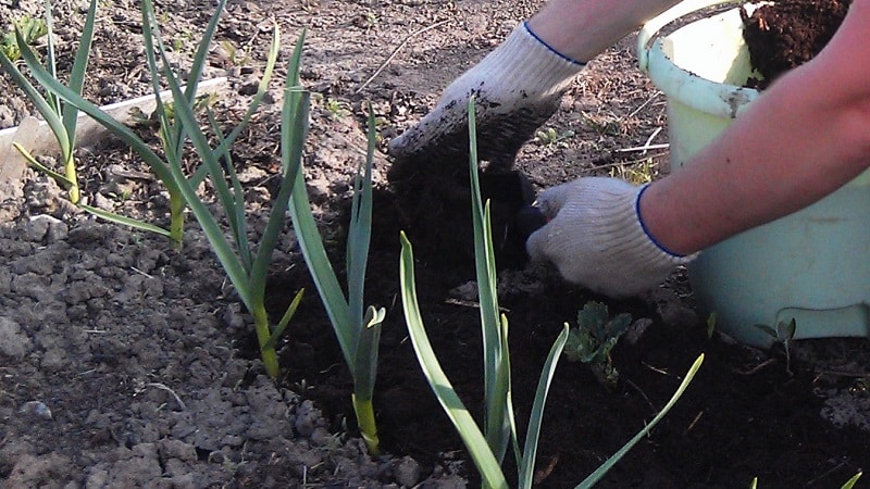 Wann und welcher Dünger für Knoblauch im Herbst ausgebracht werden sollte: Fütterungspläne und eine Überprüfung der besten Formulierungen zur Ertragssteigerung