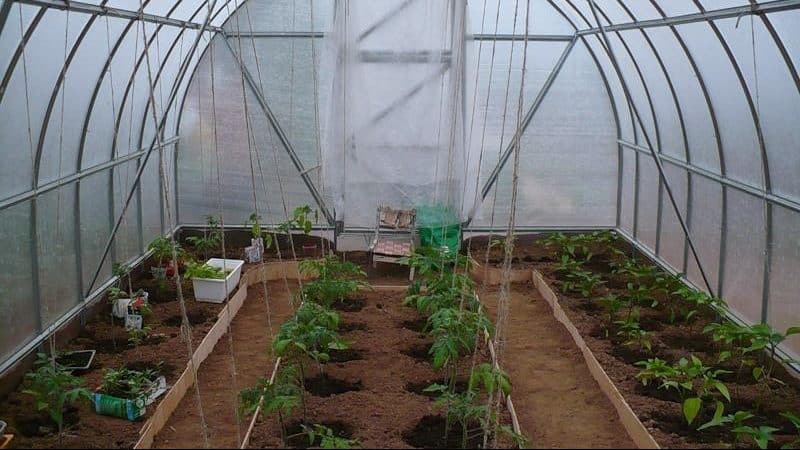 Kailan at kung paano maayos na magtanim ng mga kamatis sa isang polycarbonate greenhouse