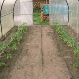 Wann und wie man Tomaten in einem Polycarbonat-Gewächshaus richtig pflanzt