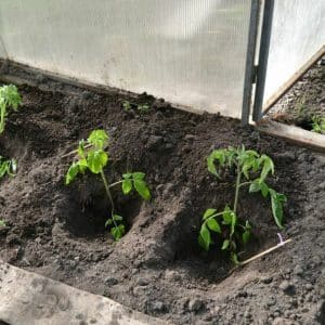 Hvornår og hvordan man korrekt planter tomater i et polycarbonatdrivhus