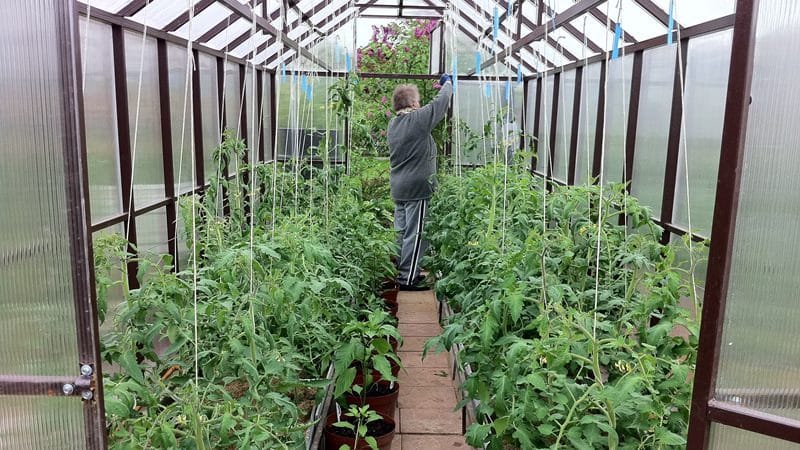 Wann und wie man Tomaten in einem Polycarbonat-Gewächshaus richtig pflanzt