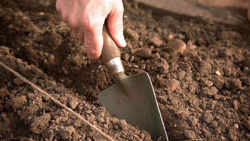 When and how to properly plant tomatoes in a polycarbonate greenhouse