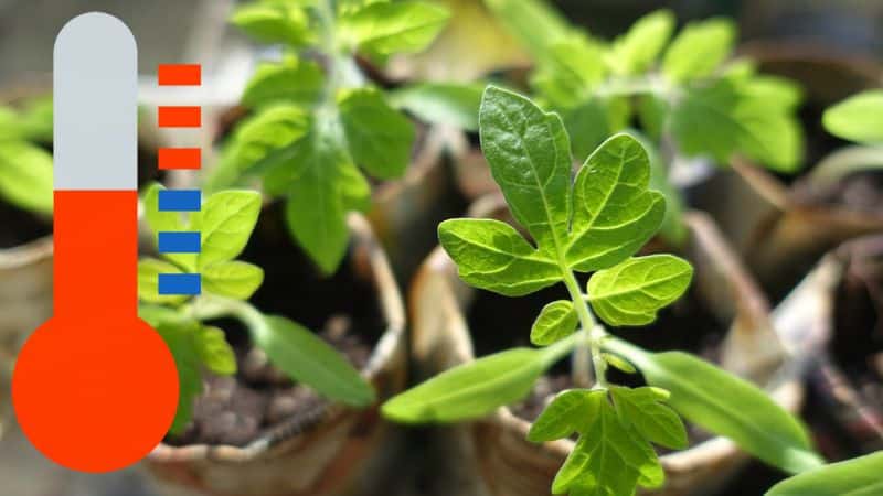 When and how to properly plant tomatoes in a polycarbonate greenhouse