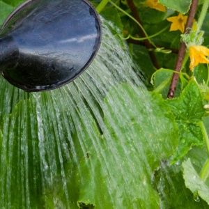 Híbrido de pepino de maduración temprana Connie f1, resistente a las condiciones climáticas y enfermedades.