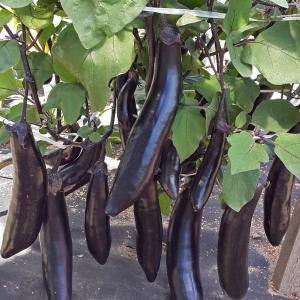 Pflegeleichte und köstlich schmeckende Aubergine, die Königin des Marktes