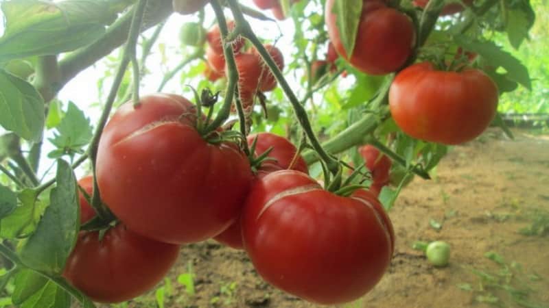 Variedade de frutos grandes de criadores búlgaros - tomate Mom's Love