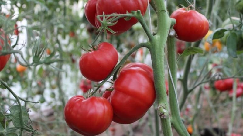 Large-fruited variety from Bulgarian breeders - Mom's Love tomato