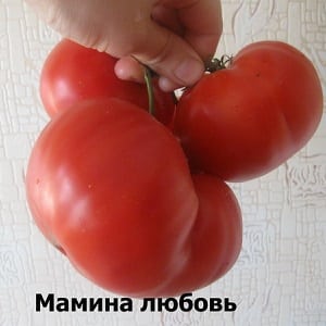 Variedad de frutos grandes de criadores búlgaros: tomate Mom's Love