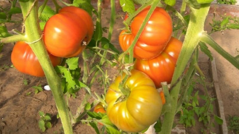 Variedad de frutos grandes de criadores búlgaros: tomate Mom's Love