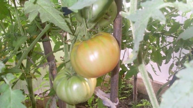 Variedade de frutos grandes de criadores búlgaros - tomate Mom's Love