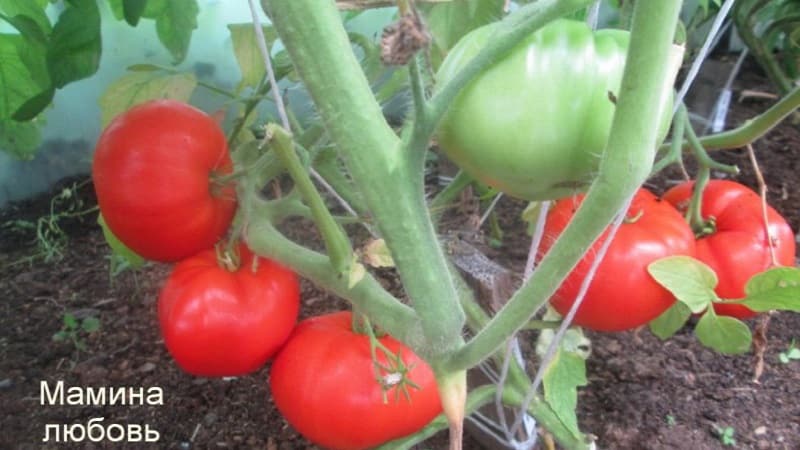 Variedade de frutos grandes de criadores búlgaros - tomate Mom's Love