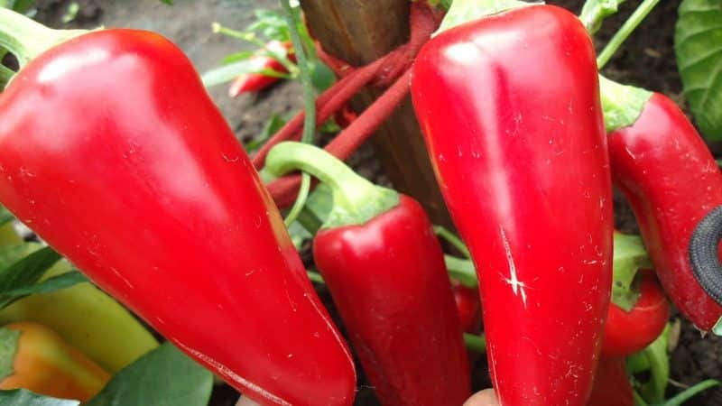 Hvorfor sommerbeboere elsker Swallow pepper: egenskaber og beskrivelse af sorten, dens fordele og ulemper