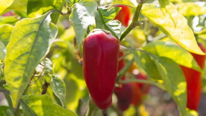 Por qué a los veraneantes les encanta el pimiento golondrina: características y descripción de la variedad, sus pros y sus contras