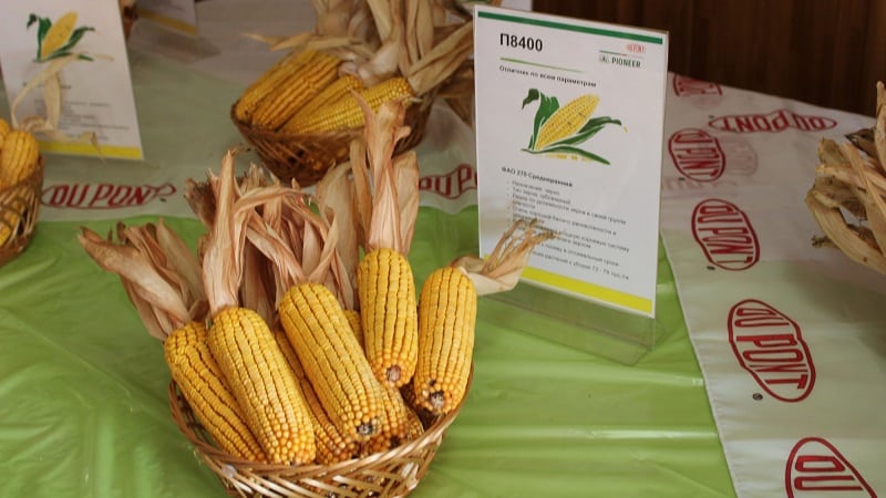 Varieti terbaik benih jagung Pioneer: ciri, harga dan petua pemilihan