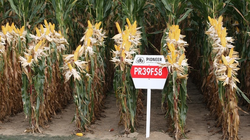 The best varieties of Pioneer corn seeds: characteristics, prices and selection tips