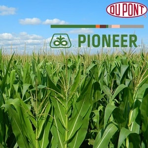 Varieti terbaik benih jagung Pioneer: ciri, harga dan petua pemilihan