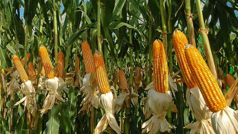 The best varieties of Pioneer corn seeds: characteristics, prices and selection tips