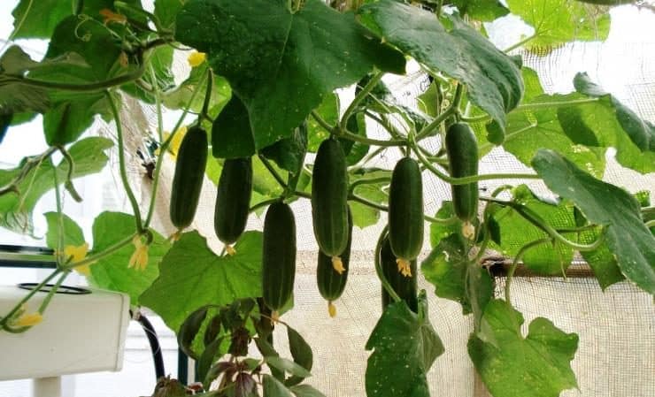 Las mejores variedades de pepinos tolerantes a la sombra para invernadero.