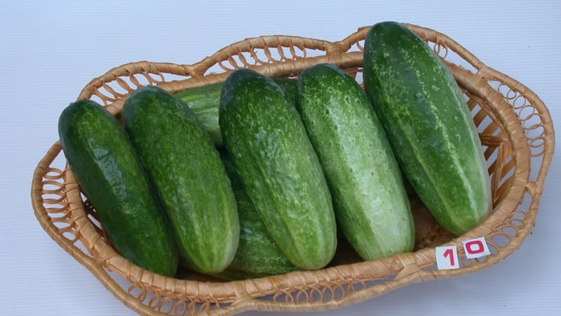 Een door bijen bestoven komkommervariëteit, geliefd bij tuinders, elegant voor de teelt in kassen en in de volle grond.