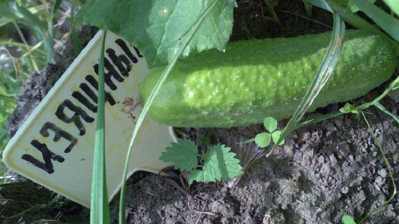 Uma variedade de pepinos polinizados por abelhas, apreciada pelos jardineiros. Elegante para cultivo em estufas e terrenos abertos.