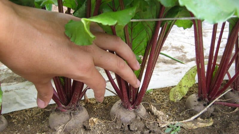 Adakah perlu dan mungkin untuk memetik daun dari bit semasa pertumbuhan: pertimbangkan kebolehlaksanaan dan pelajari cara melakukannya