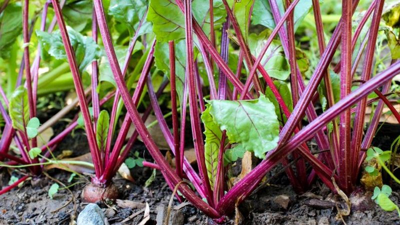 Adakah perlu dan mungkin untuk memetik daun dari bit semasa pertumbuhan: pertimbangkan kebolehlaksanaan dan pelajari cara melakukannya