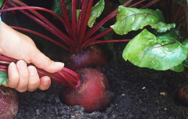 Is it necessary and possible to pluck leaves from beets during growth: consider the feasibility and learn how to do it