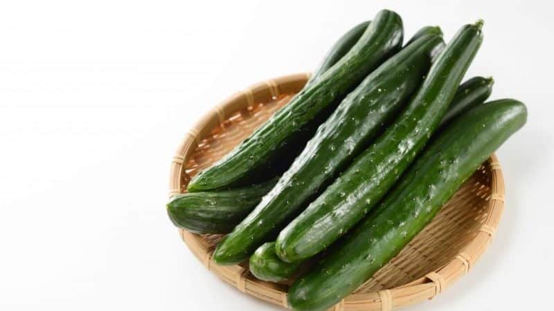 Very tasty and aromatic Alligator cucumber for fresh consumption